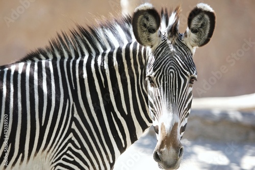 Zebra close up