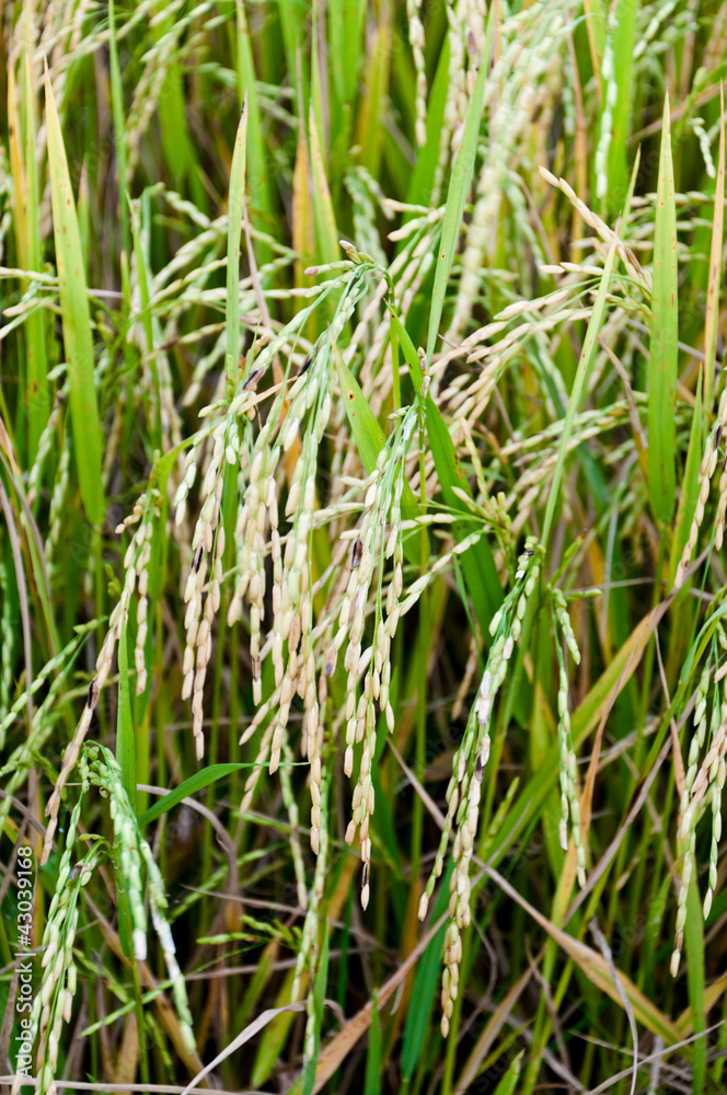 Closeup of rice, raw food of Thailand Closeup of rice, raw food of Thailand