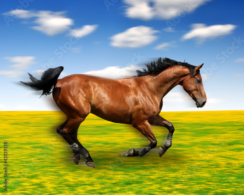 the running horse in the meadow