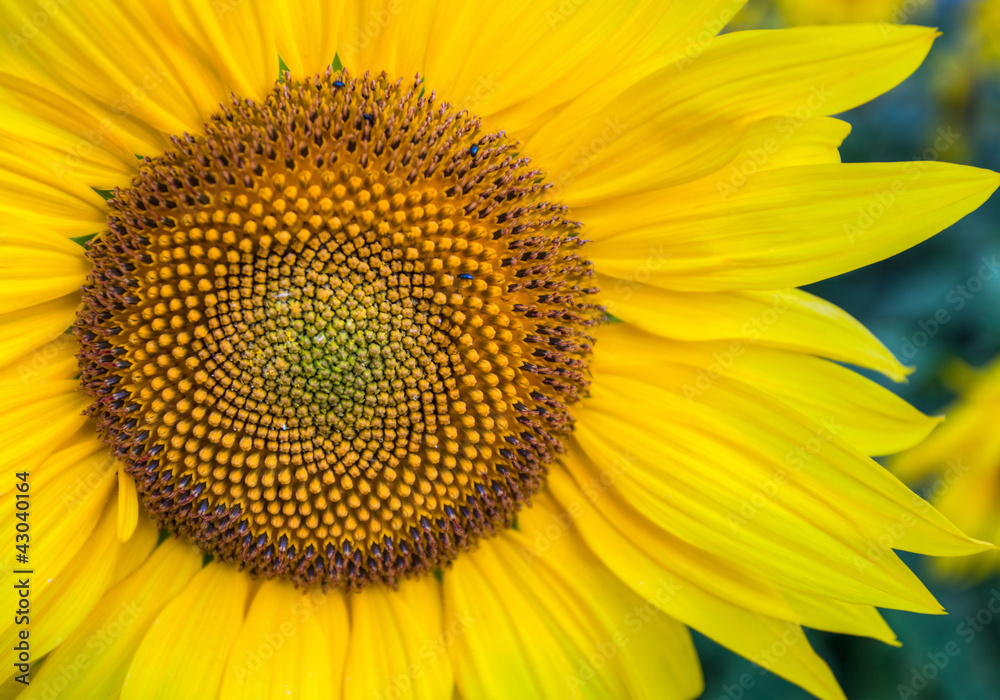Sunflowers Sunflowers