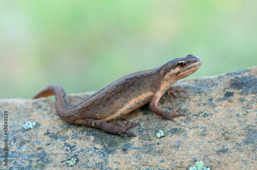 Smooth Newt Smooth Newt