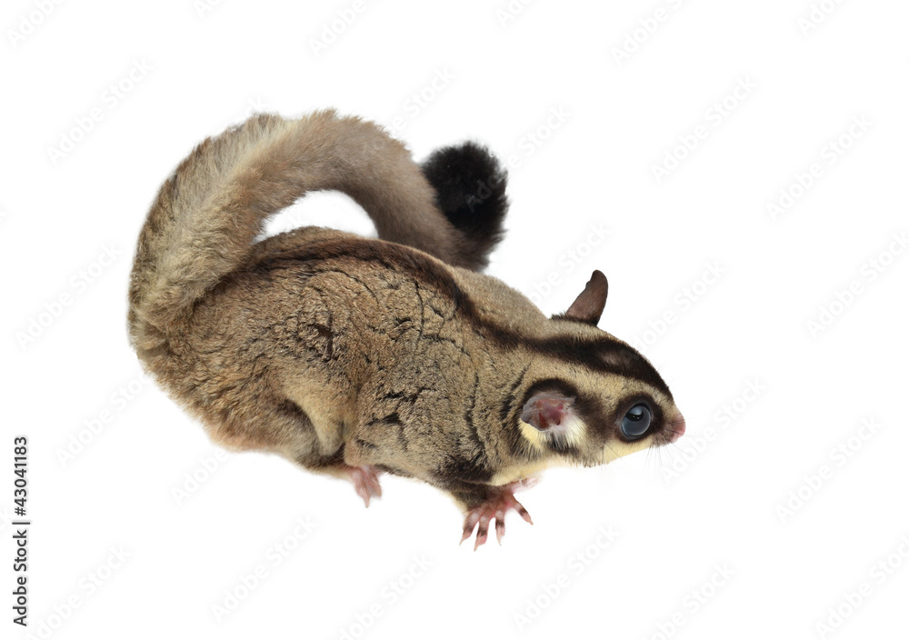 Obraz premium Flying squirrel, Sugarglider