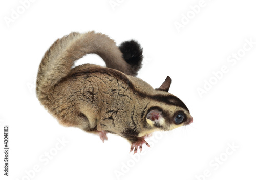 Fototapeta Naklejka Na Ścianę i Meble -  Flying squirrel, Sugarglider