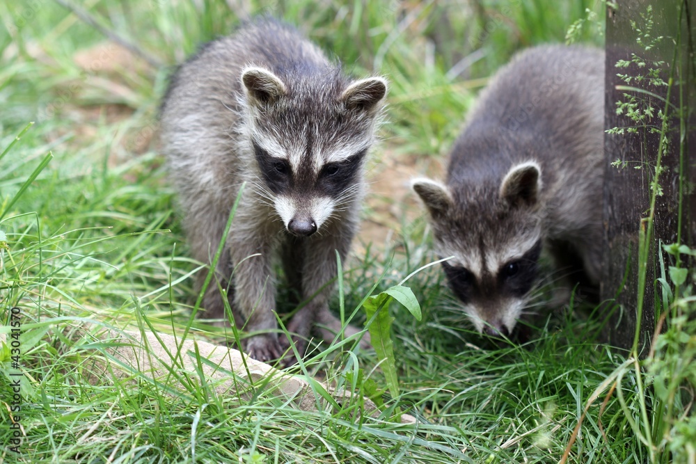 Fototapeta premium Zwei Waschbärbabys