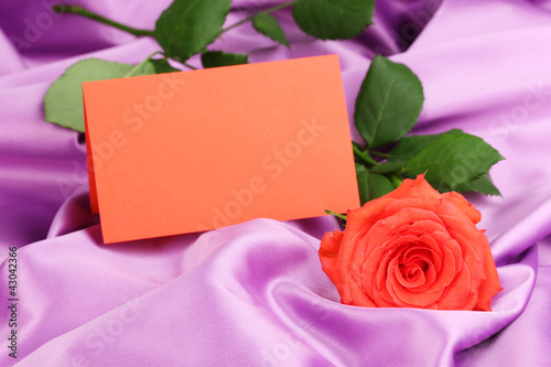 Beautiful rose on lilac cloth