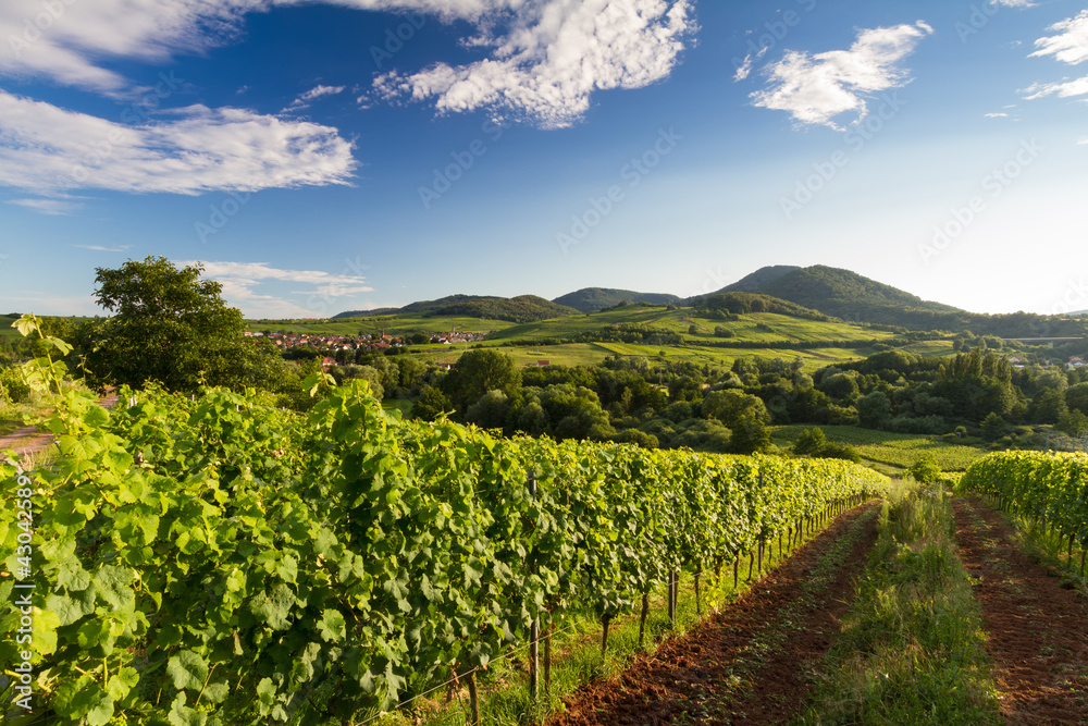 Vineyard and hilly landscape in Pfalz, Germany