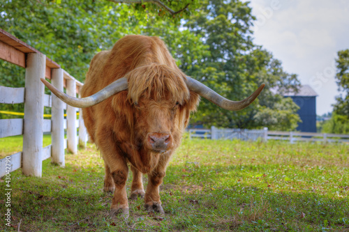 Scottish highlander ox