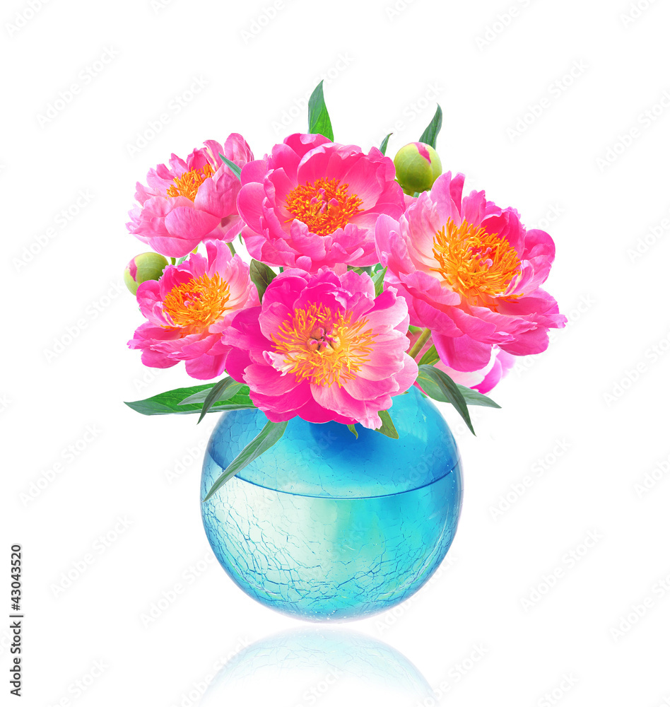 Peony Flowers Bouquet in Vase isolated on white background Peony Flowers Bouquet in Vase isolated on white background