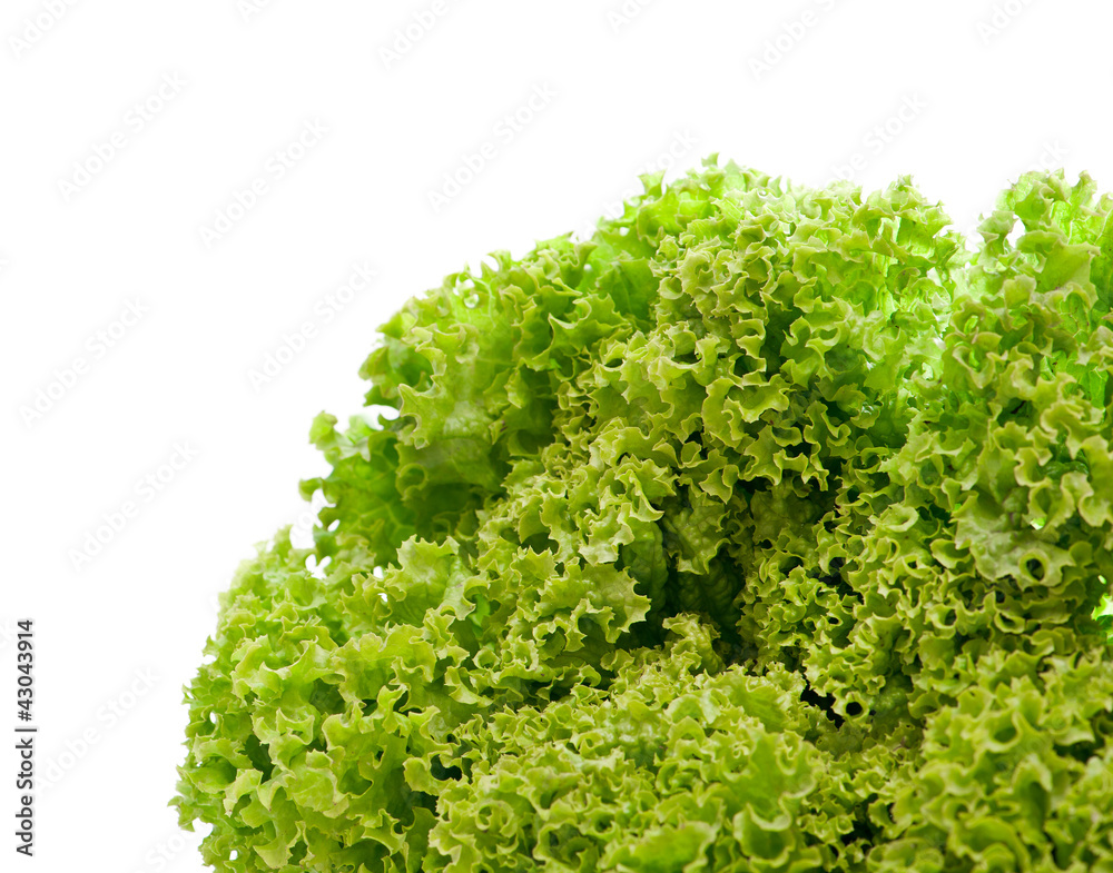 Obraz premium green leaves lettuce