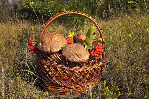Mushrooms in basket.
