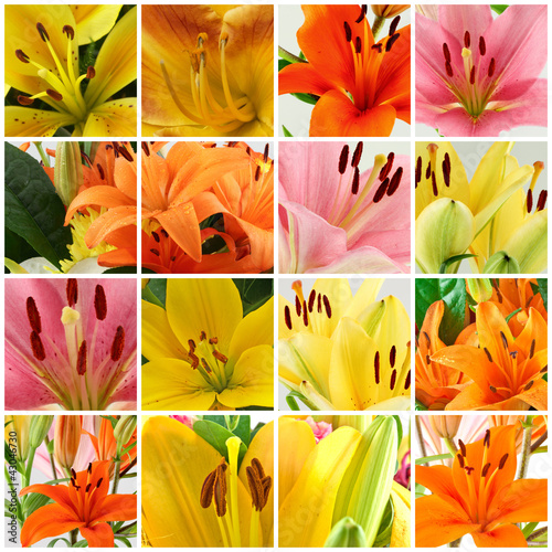 Fototapeta Naklejka Na Ścianę i Meble -  amaryllis