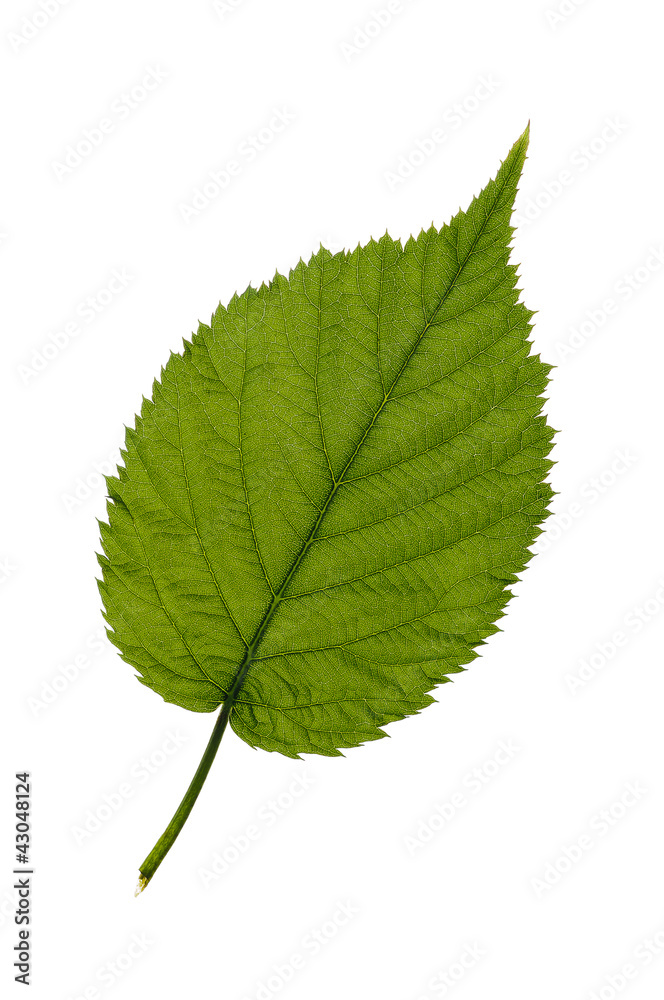 Fototapeta premium Leaf