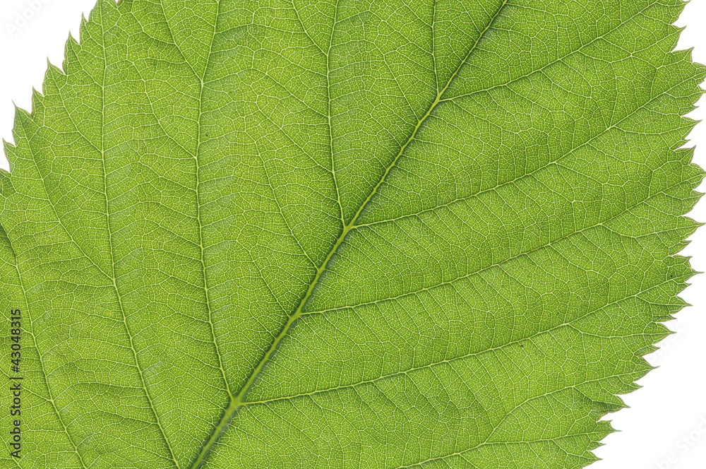 Leaf Leaf