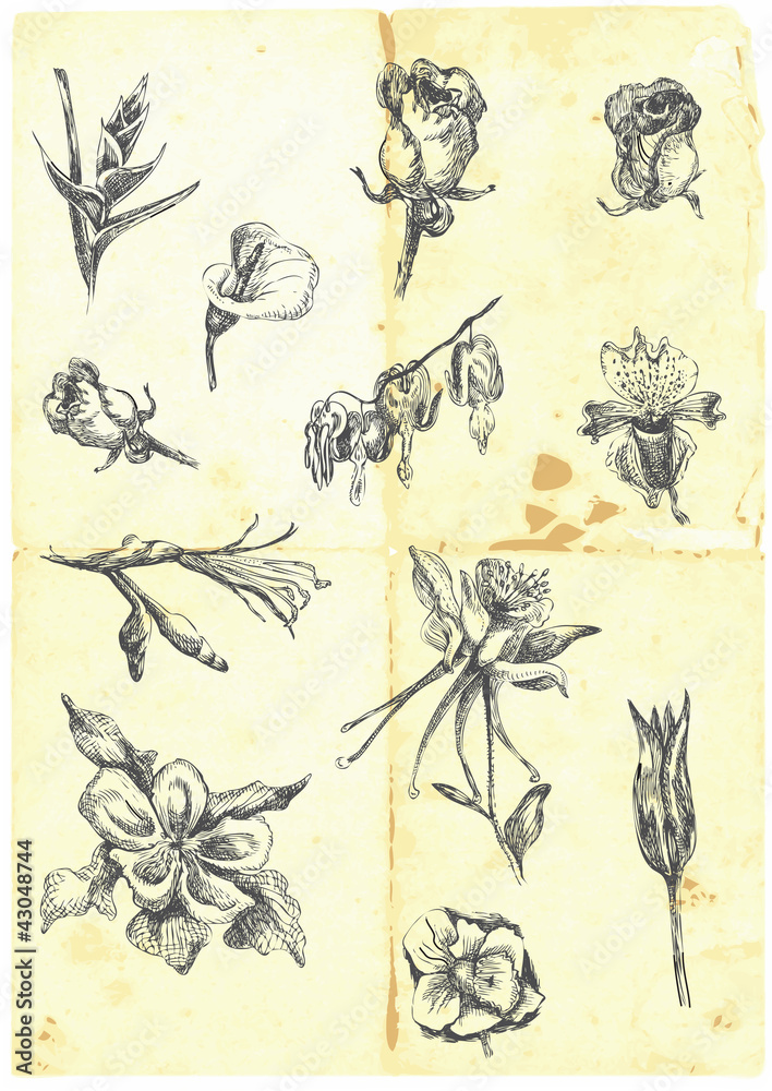 Obraz Hand drawn a large collection of different flowers.