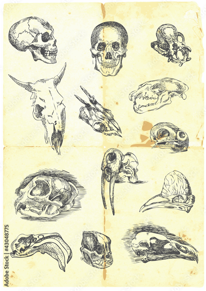 Naklejka premium Hand drawn a large collection of various skulls.