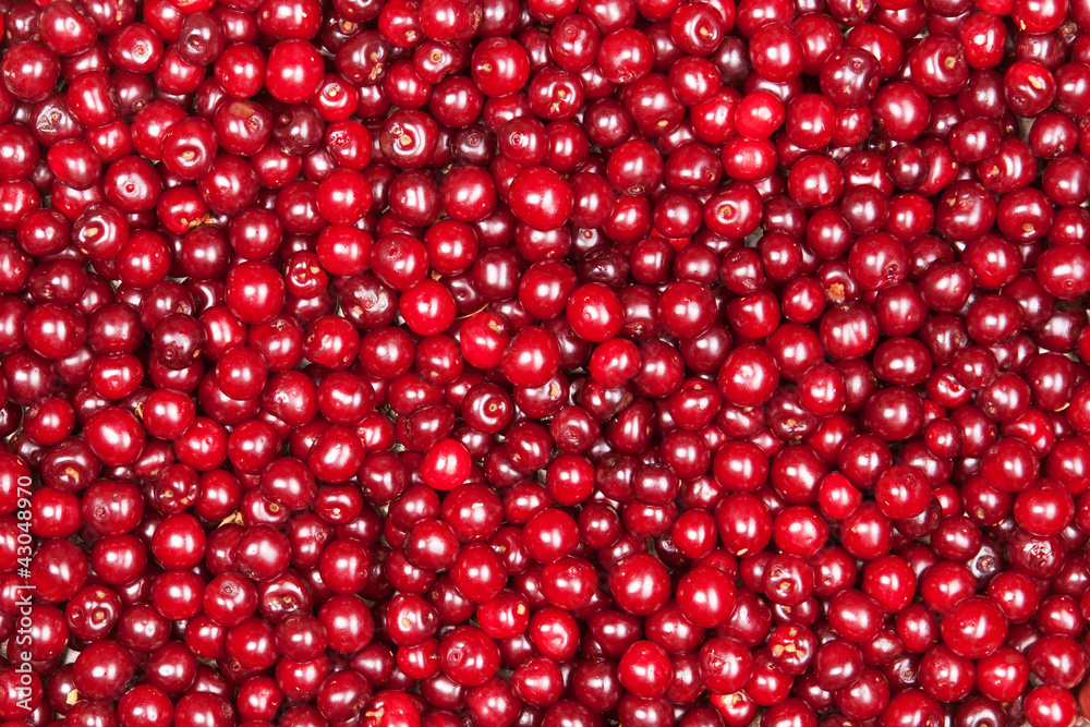 red cherry red cherry