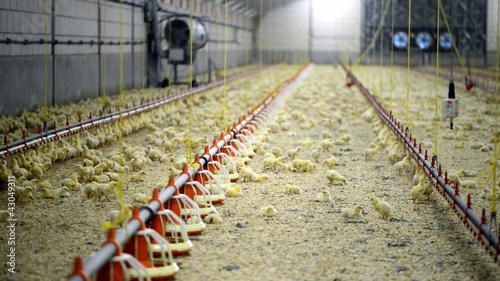 agiculture chicken farm with a large group newborn farmanimals  photo