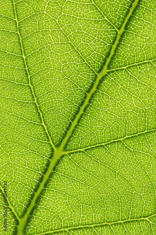 Leaf Leaf