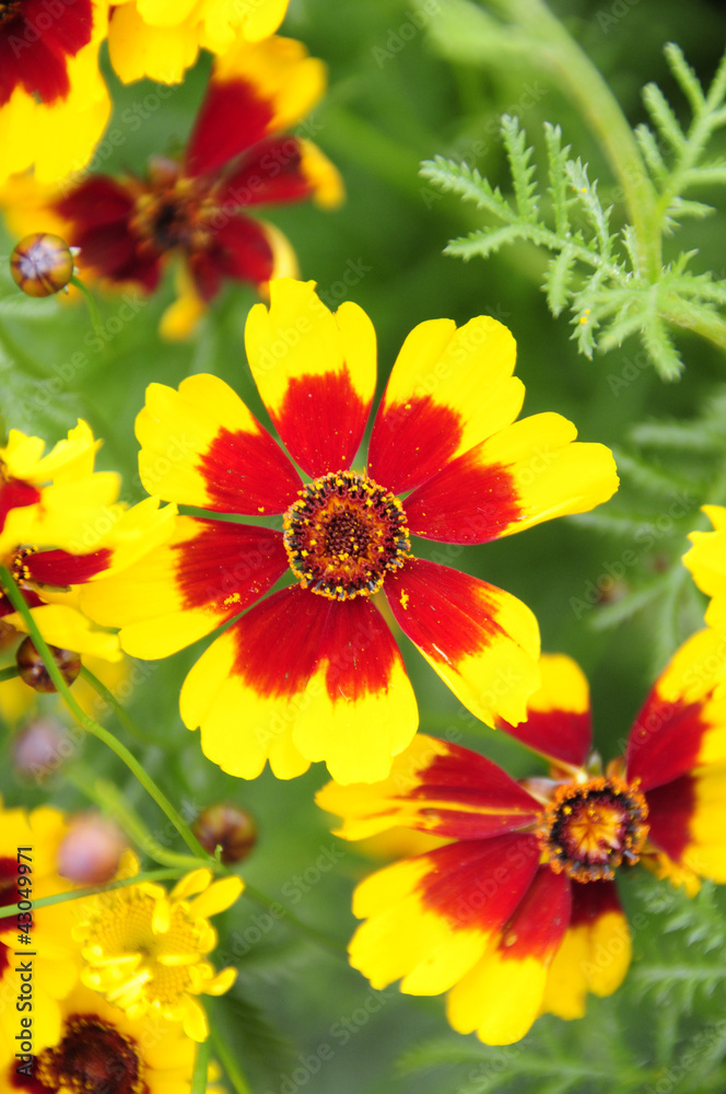 Fototapeta premium Färbermädchenauge