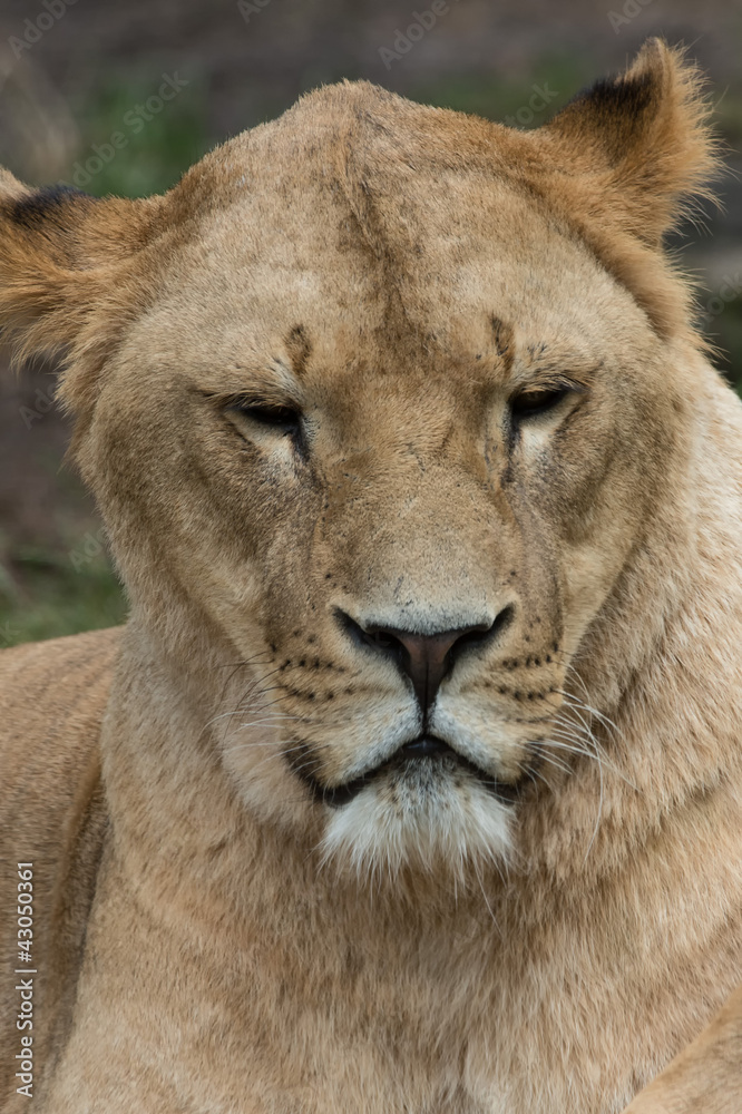 Fototapeta premium Löwendame