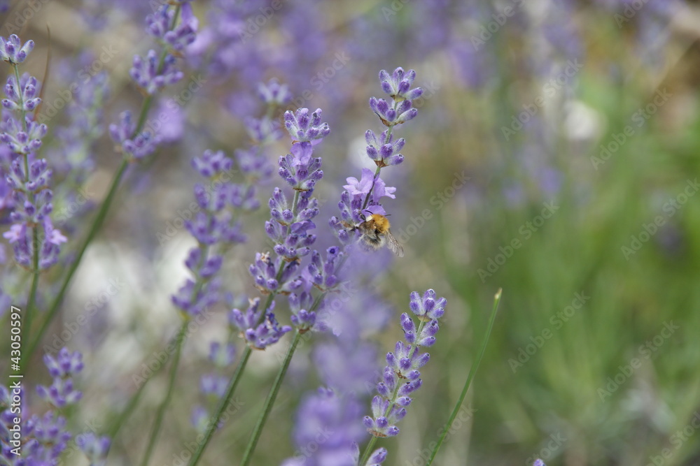 Biene am Lavendelstrauch Stock Photo | Adobe Stock