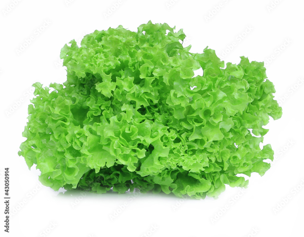 fresh green lettuce salad isolate on white background fresh green lettuce salad isolate on white background