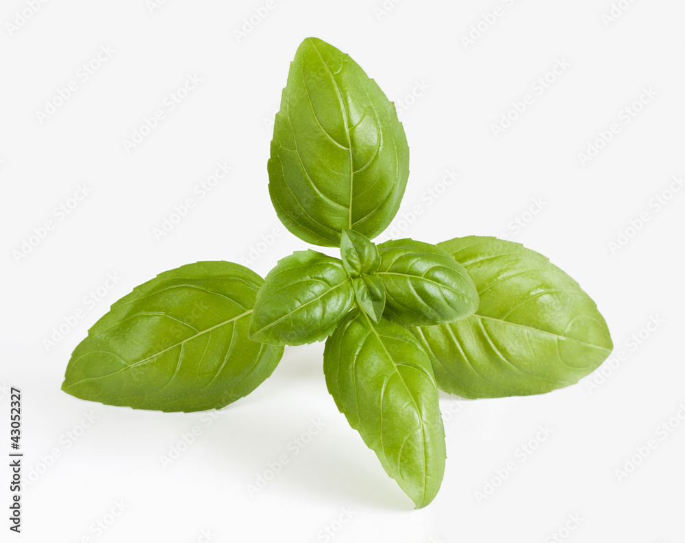 Obraz premium Closeup of fresh basil sprig on a white background.