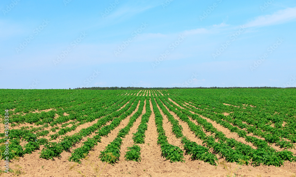 Potato Fields in the Countryside