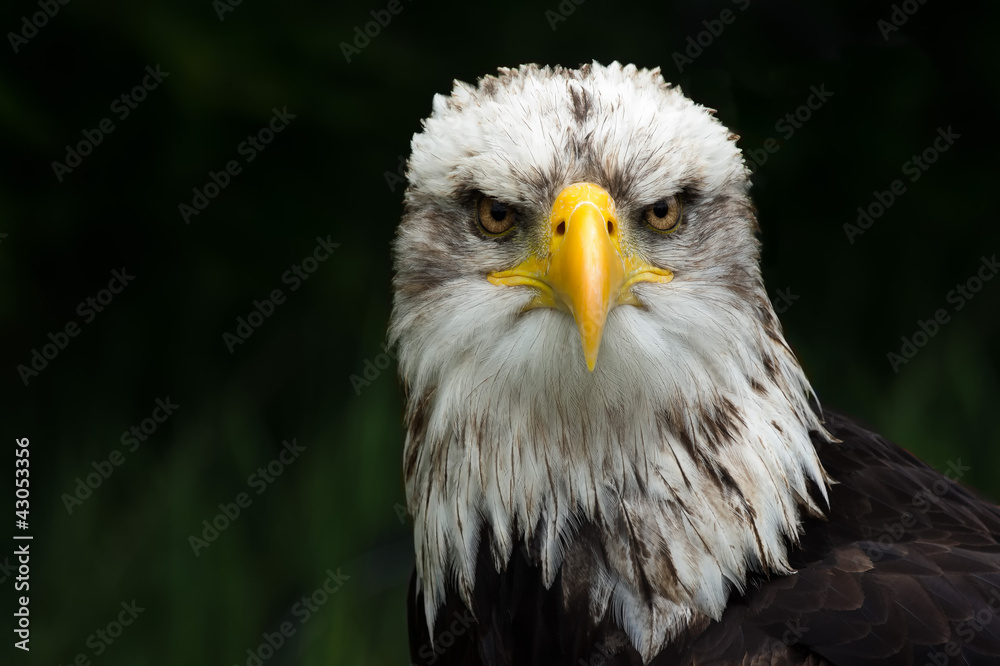 Seeadler Seeadler