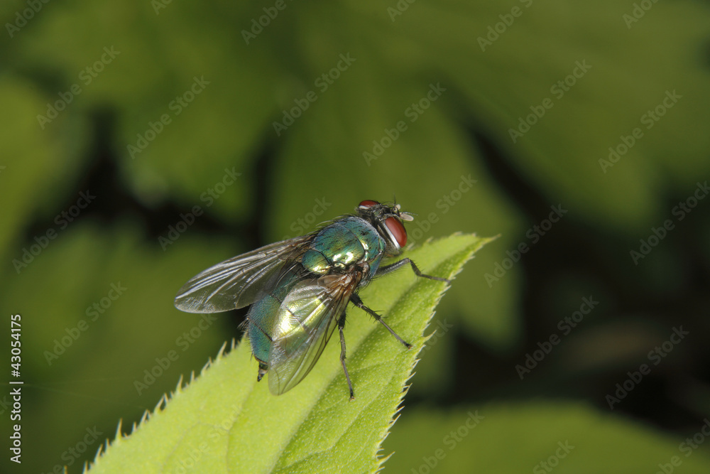 Fototapeta premium Goldfliege (Lucilia sericata)
