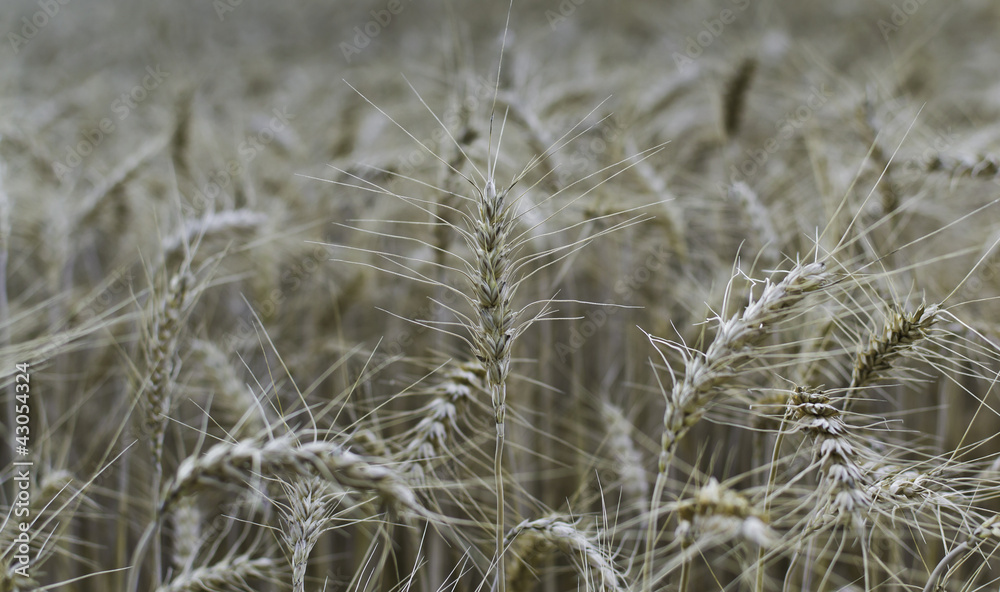 Fototapeta premium Ähre
