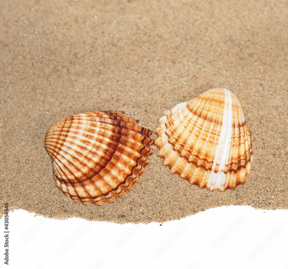 sea shells with sand isolated on white background sea shells with sand isolated on white background