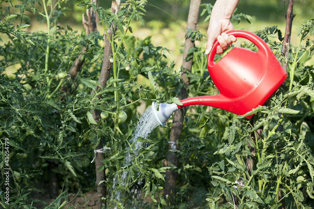 Fototapeta premium vegetable garden watering