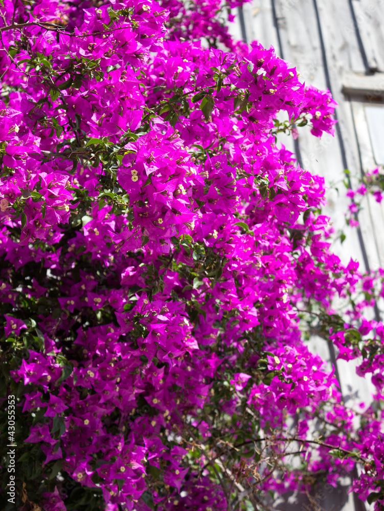 Naklejka premium Bouganville