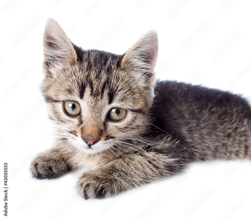 kitten on white backgrounds kitten on white backgrounds