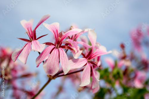 Fototapeta Naklejka Na Ścianę i Meble -  rose geranium