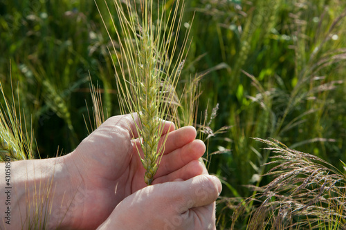 Farmer hand keep green wheat spikelet