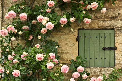 Wallpaper Mural Rose Window Torontodigital.ca