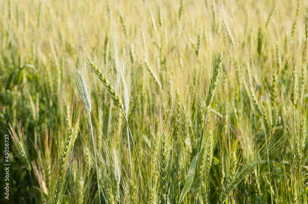 Green wheat Green wheat