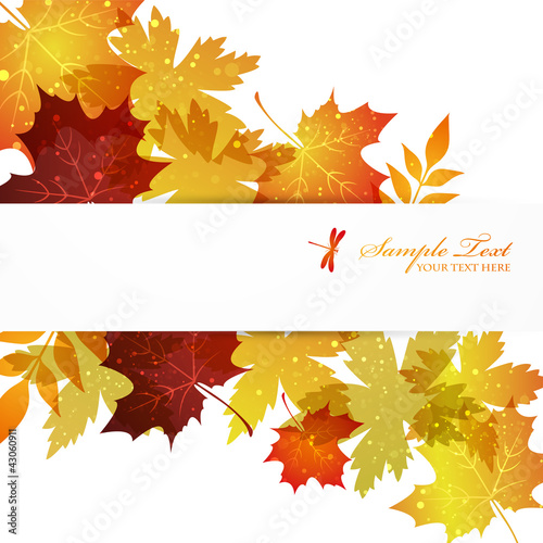maple background