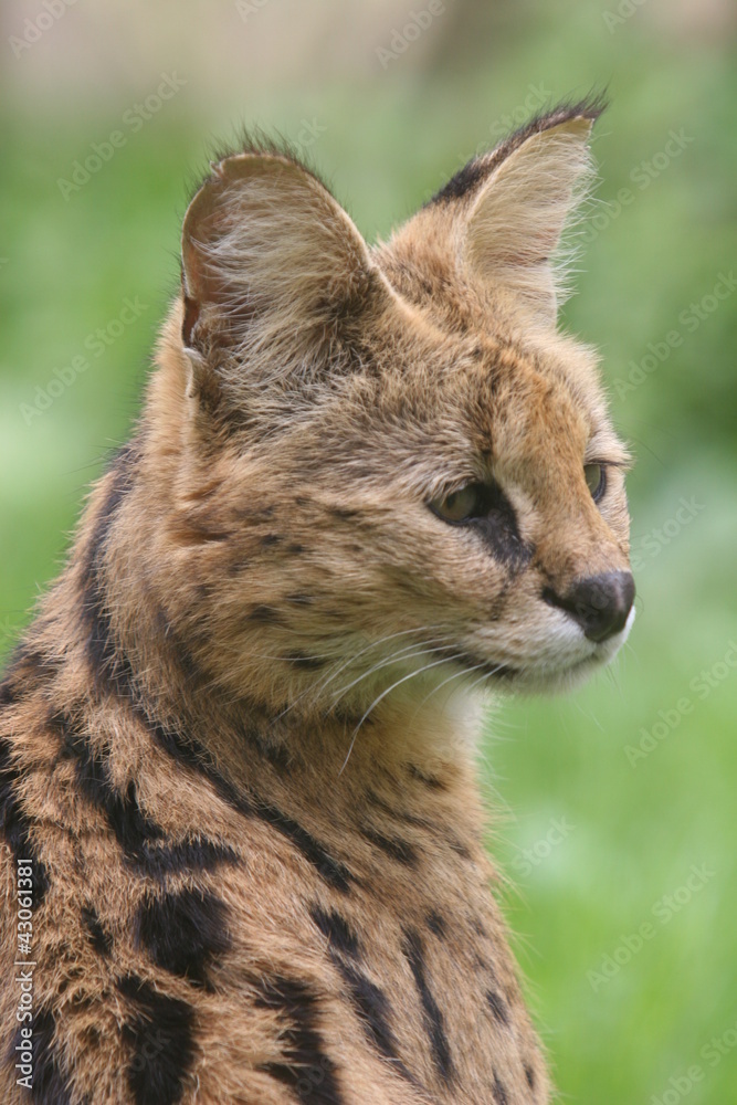 Fototapeta premium Portrait d'un Serval