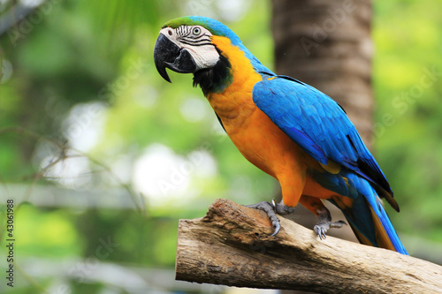 Colorful macaw photo