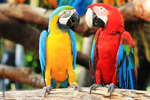 Canvas Print Parrot macaw couple