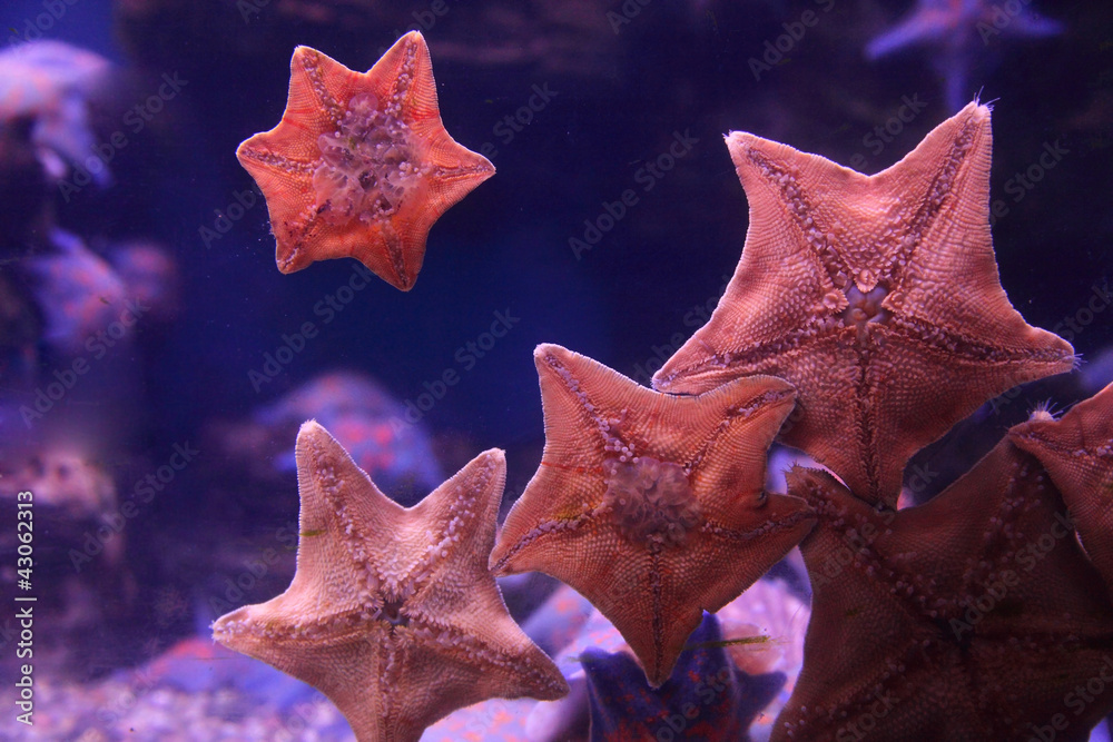 Starfish