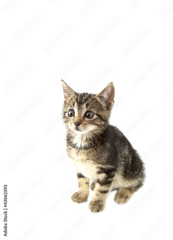 Adorable kitten Adorable kitten