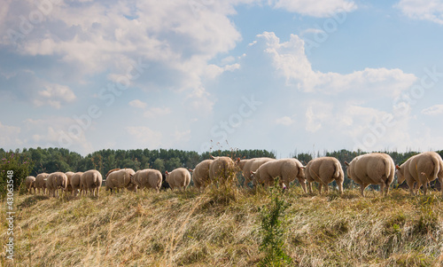 Backsides of sheep on a Dutch dike © Ruud Morijn