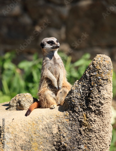 suricate aux aguets photo