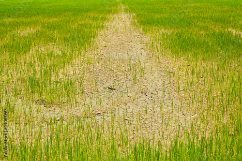 Young rice field