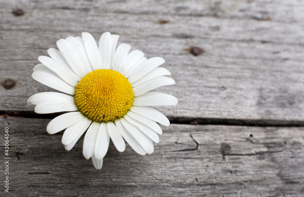 Obraz premium pâquerette marguerite sur fond de bois