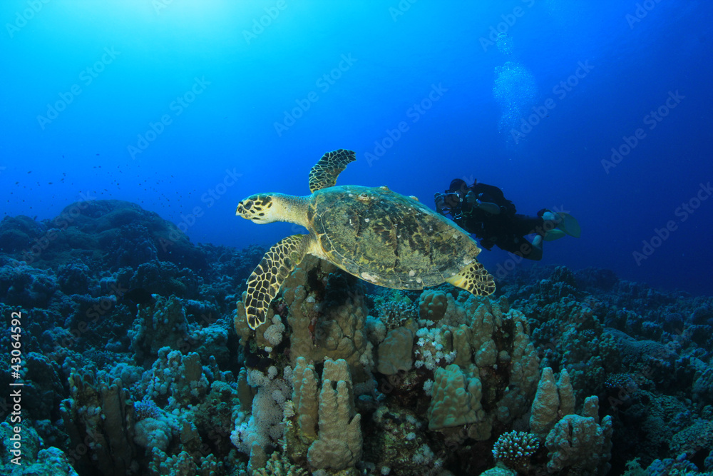 Hawksbill Turtle and Scuba Diver Hawksbill Turtle and Scuba Diver
